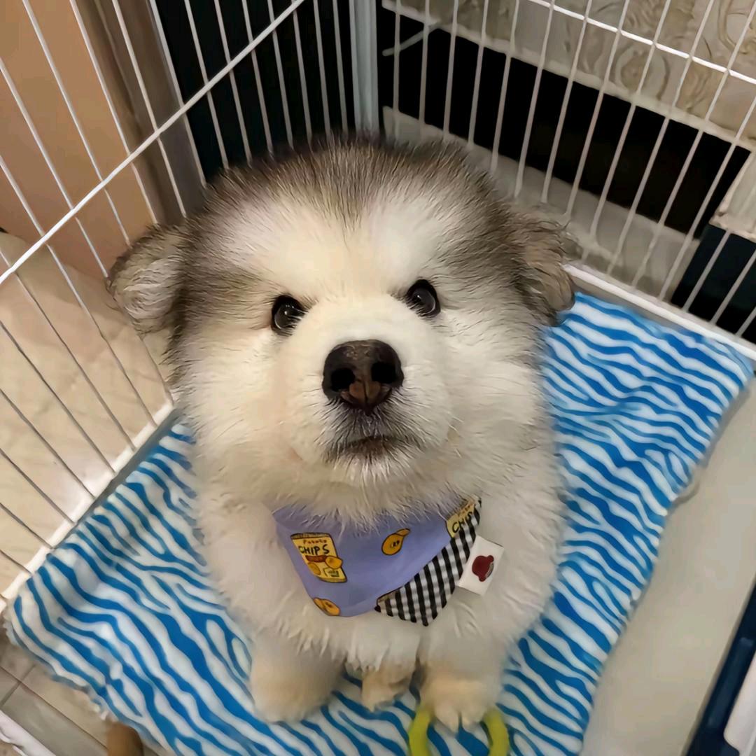 木木.
