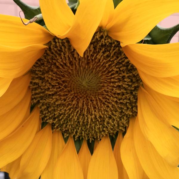 🌈*🌈平安是福