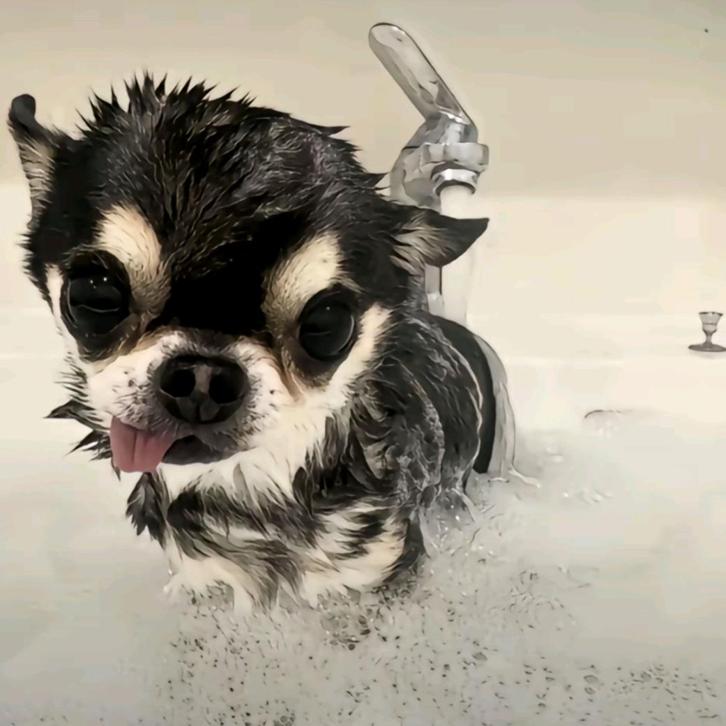 包子不吃傻狗🐶