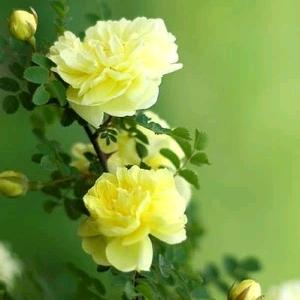 静若繁花