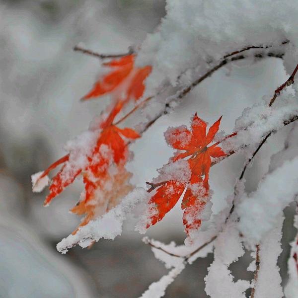 禾木玖一点