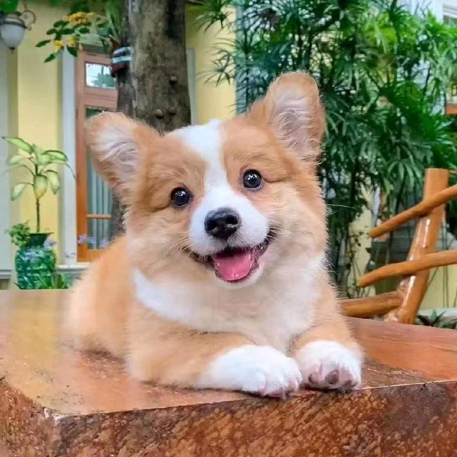 苏苏苏