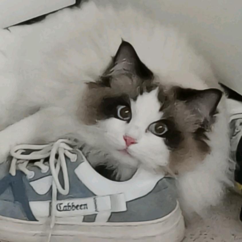 纯情蟑螂火辣辣