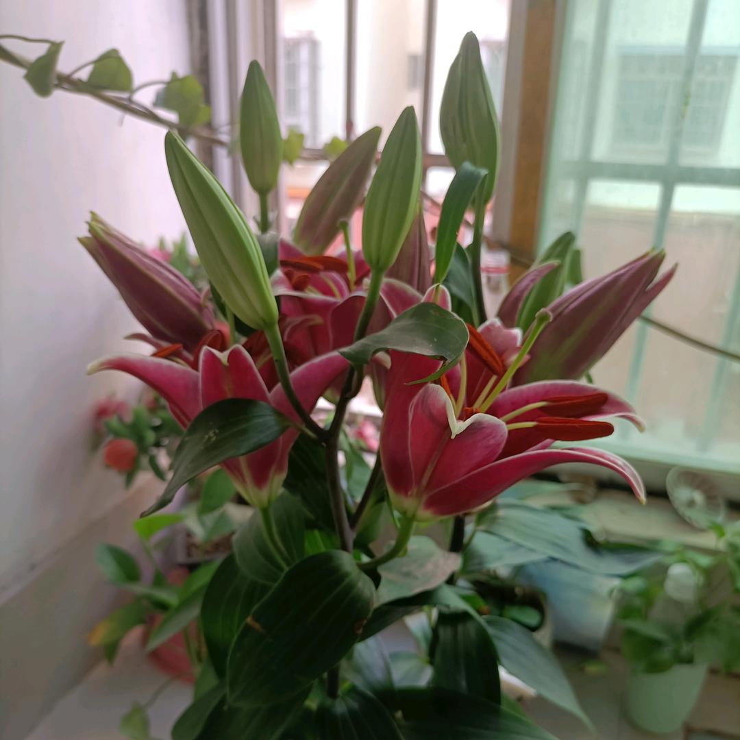 小杰