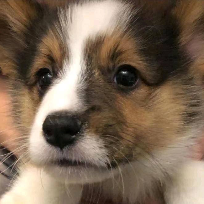 百乐不只是个小臭宝