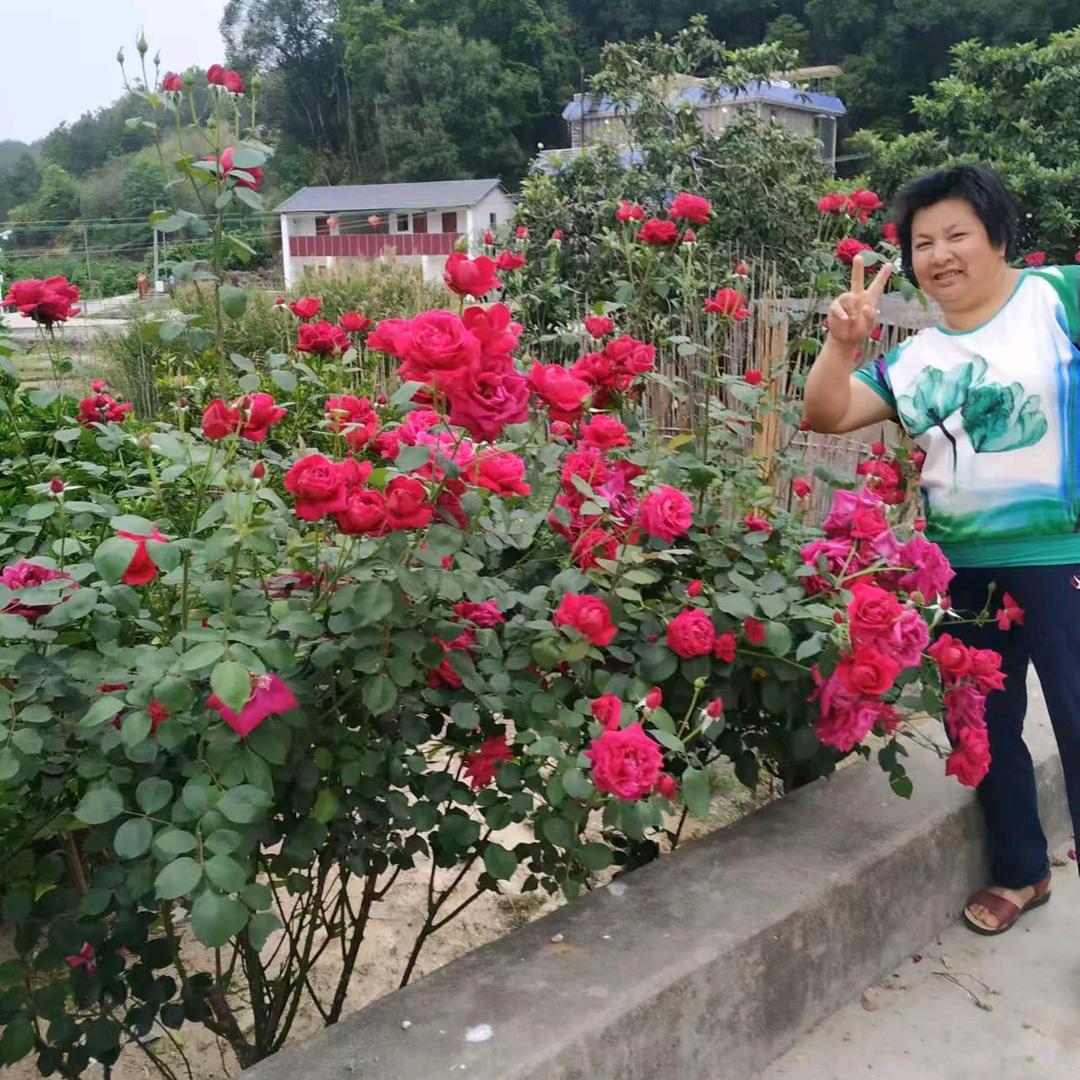 月亮代表我的心