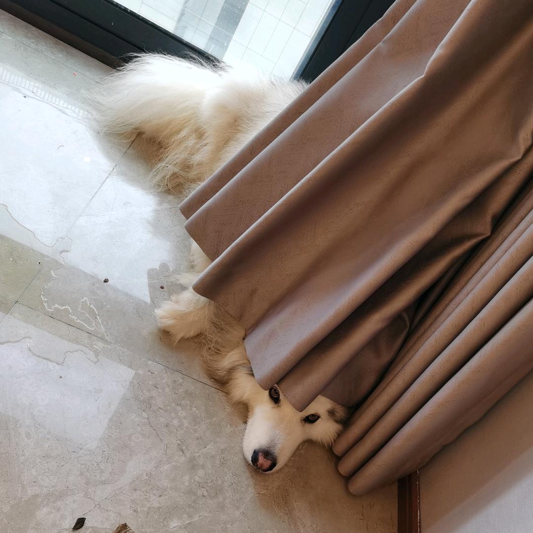 皮卡丘