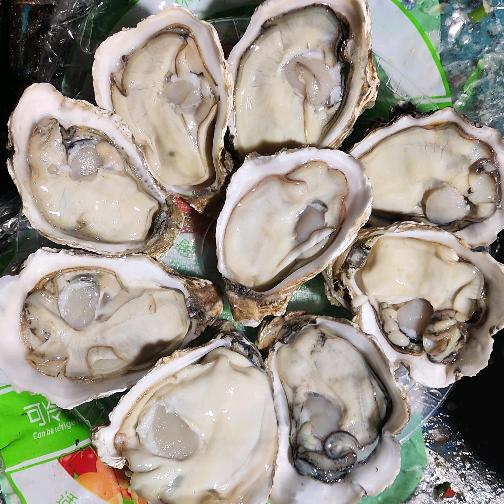 东方大江生蚝 1 号仓
