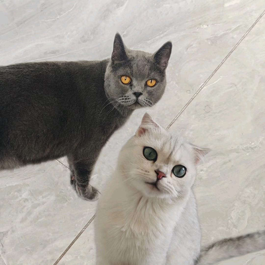 胖胖墩墩是猫猫