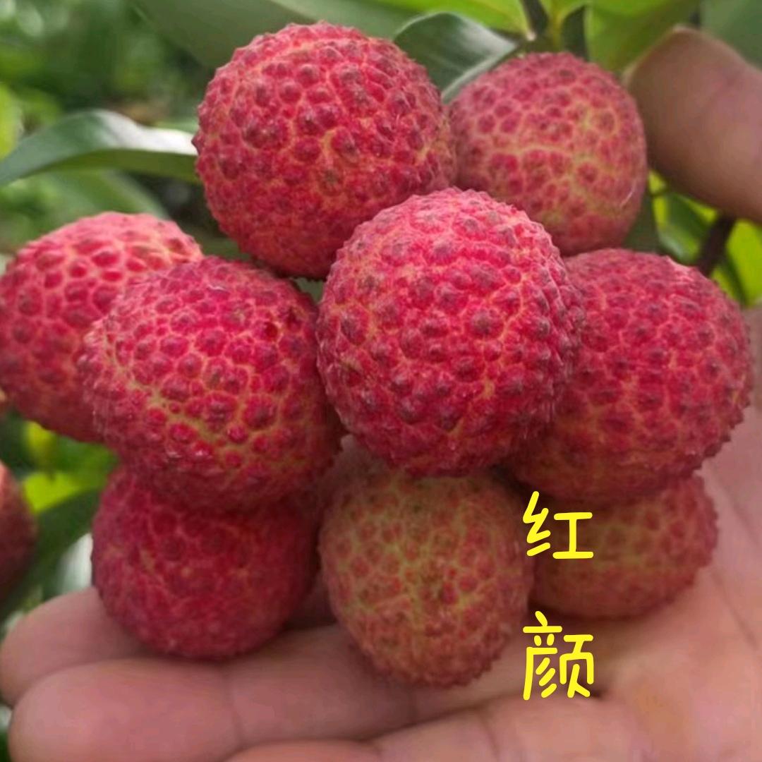 ꧁༺初夏的夏༻꧂