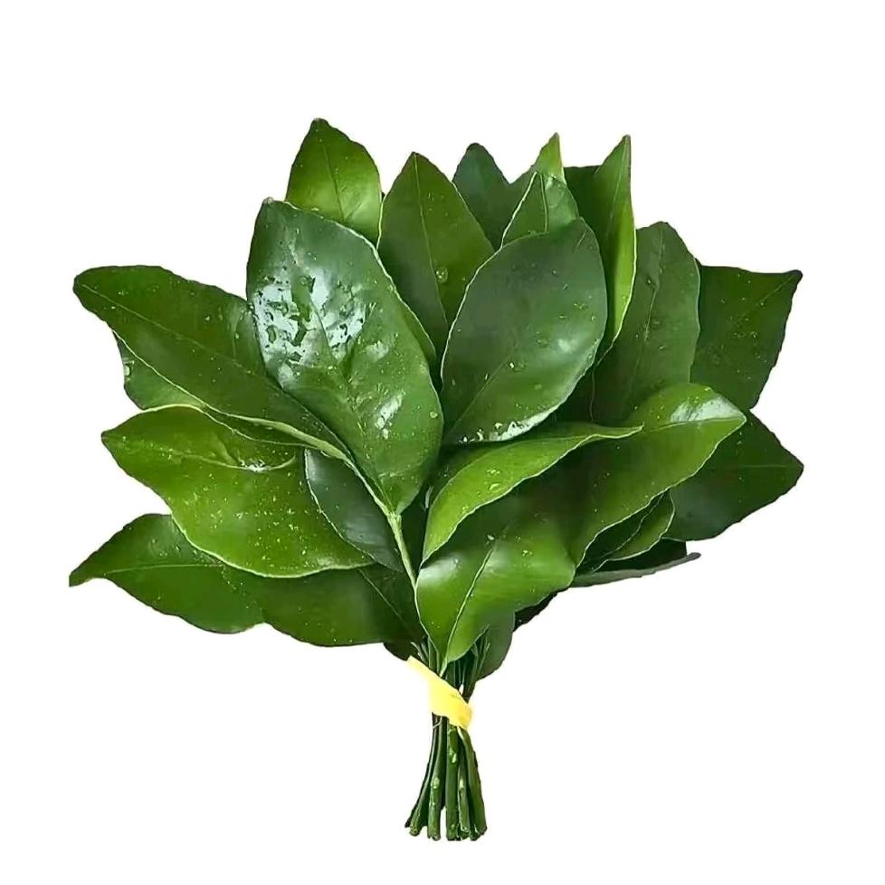 江椿