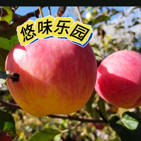 悠味乐园