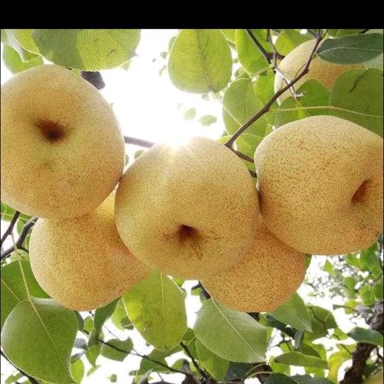 饕鬄