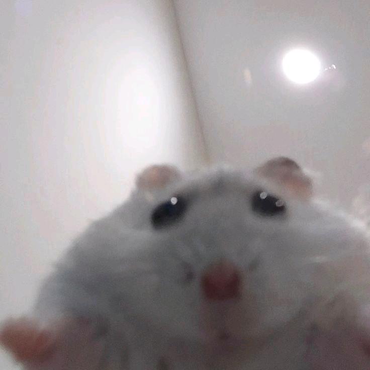 极恶生鱼片