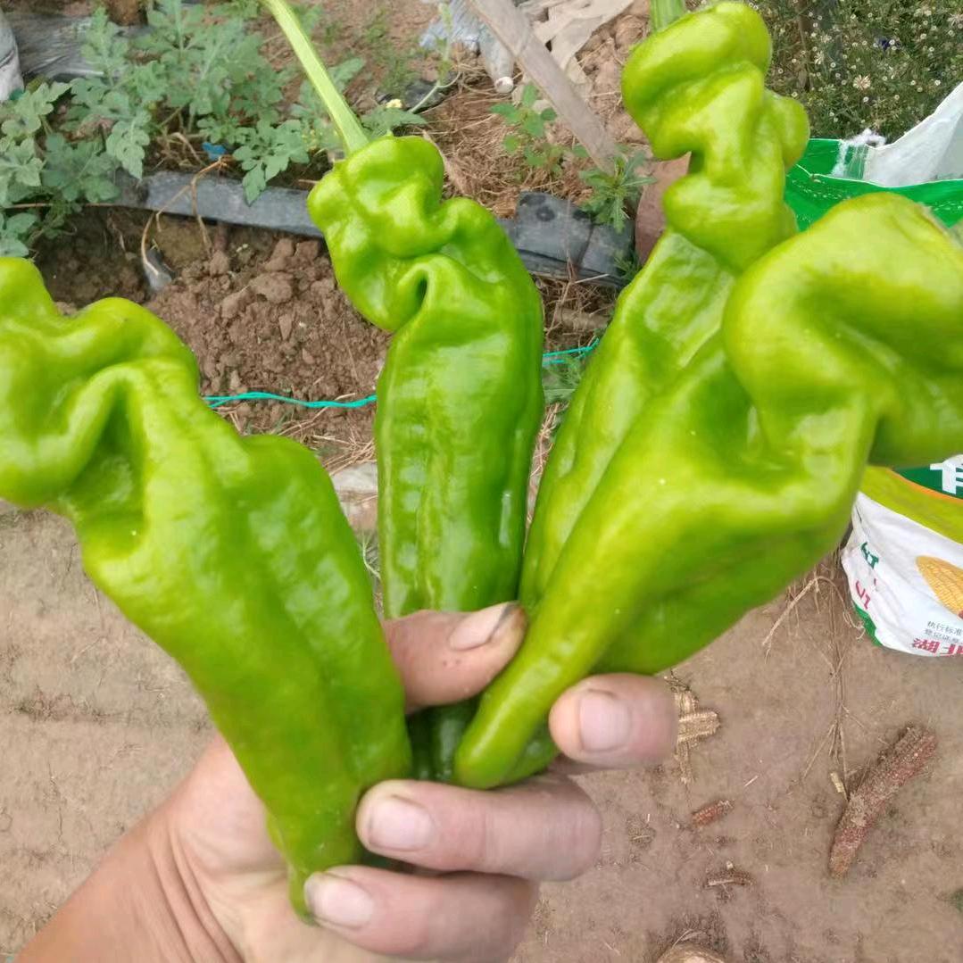 夏邑产地代办西瓜辣椒哈蜜瓜🍉🌶