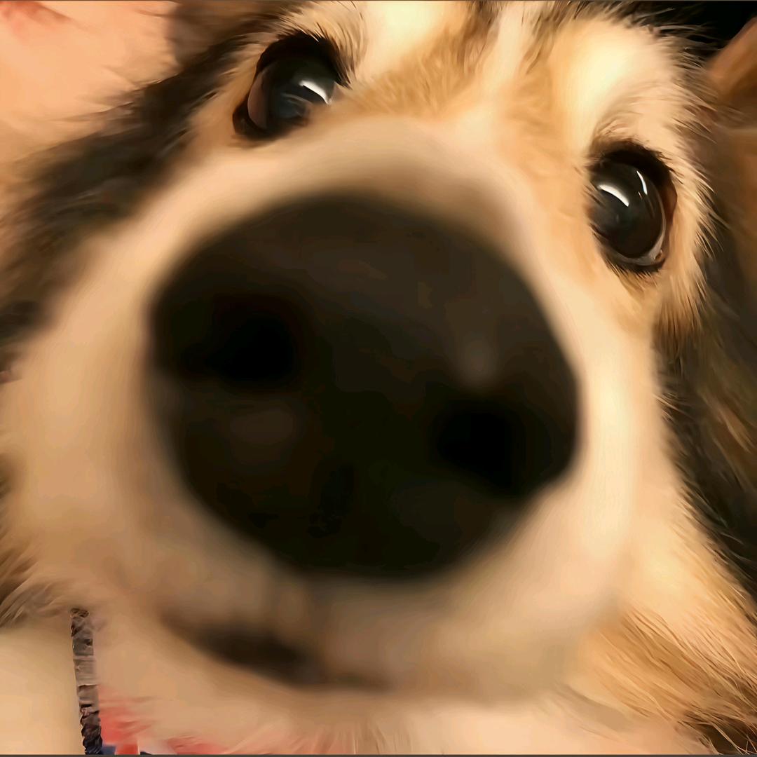 狸猫