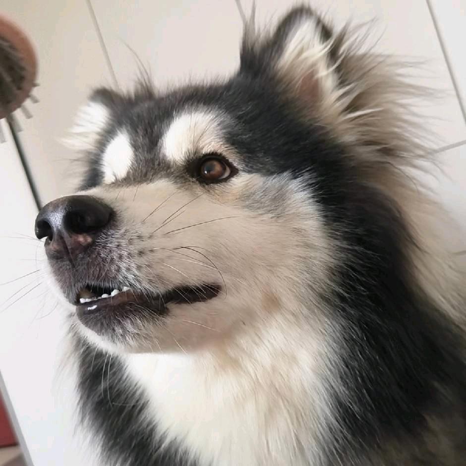 李十七的圈圈