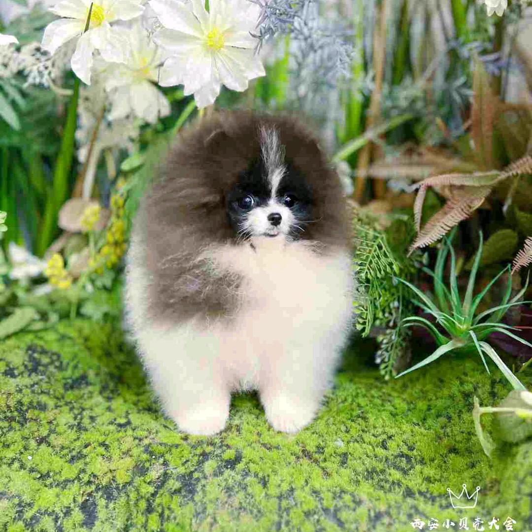 西安小贝壳犬舍