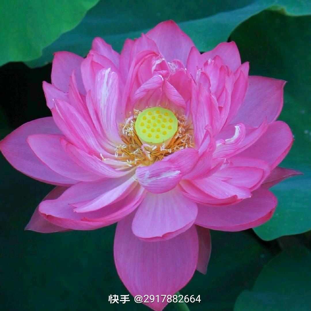 开心