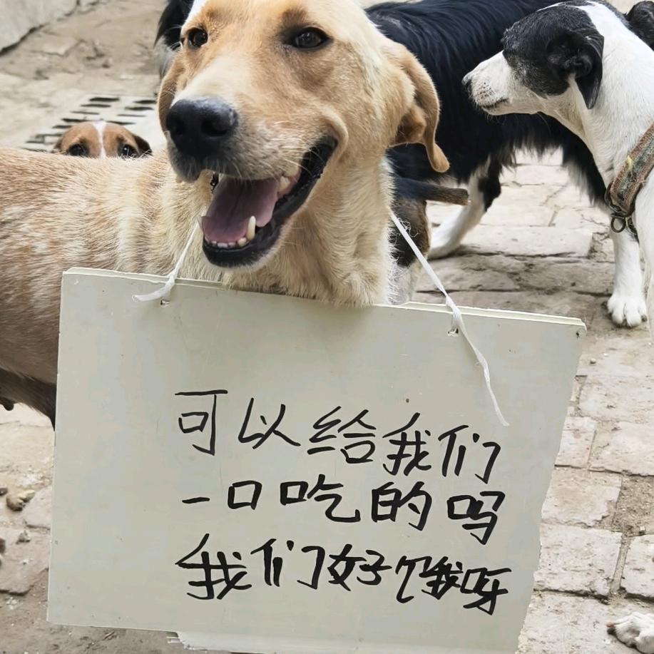 流浪狗的安全院