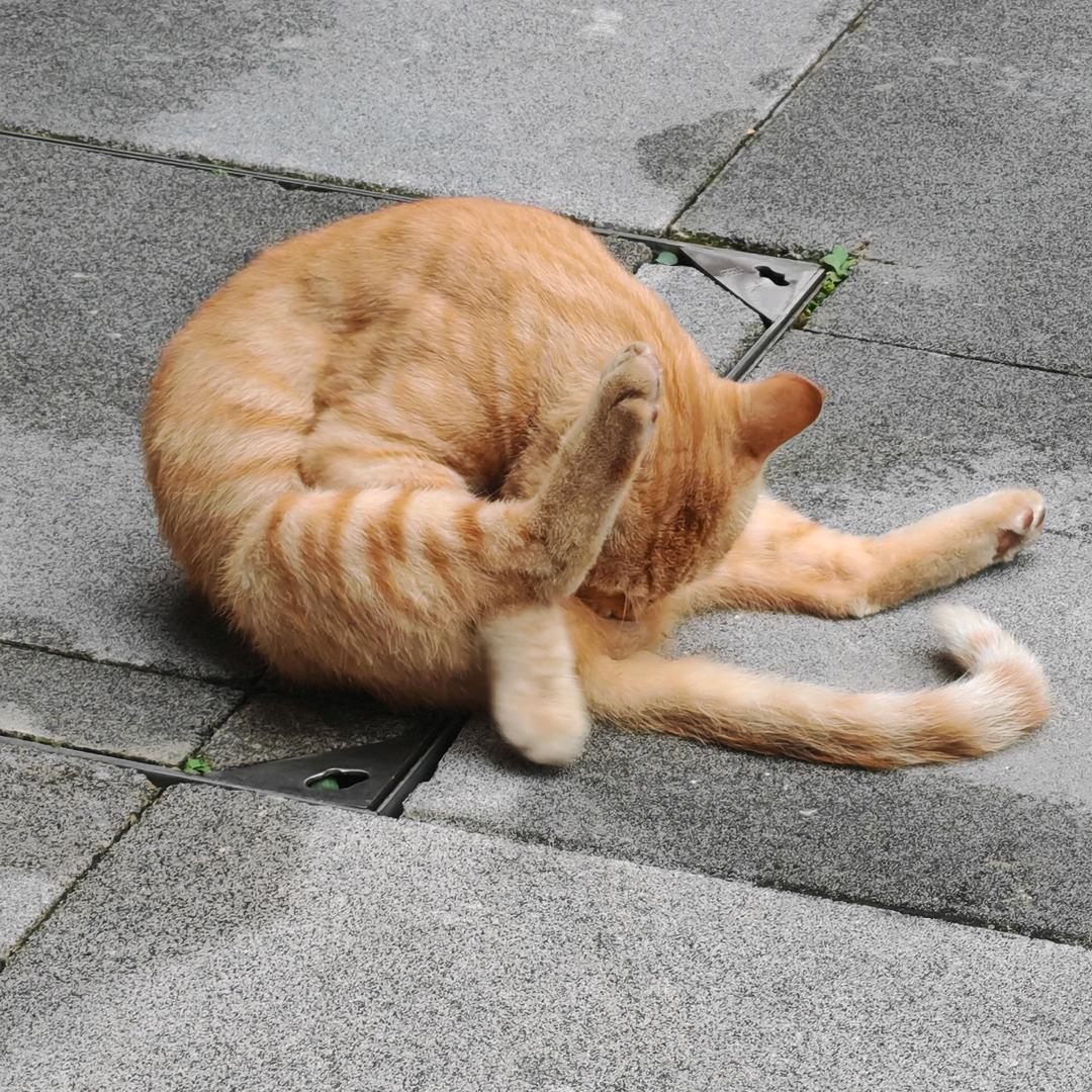 重庆中医药学院小F学姐