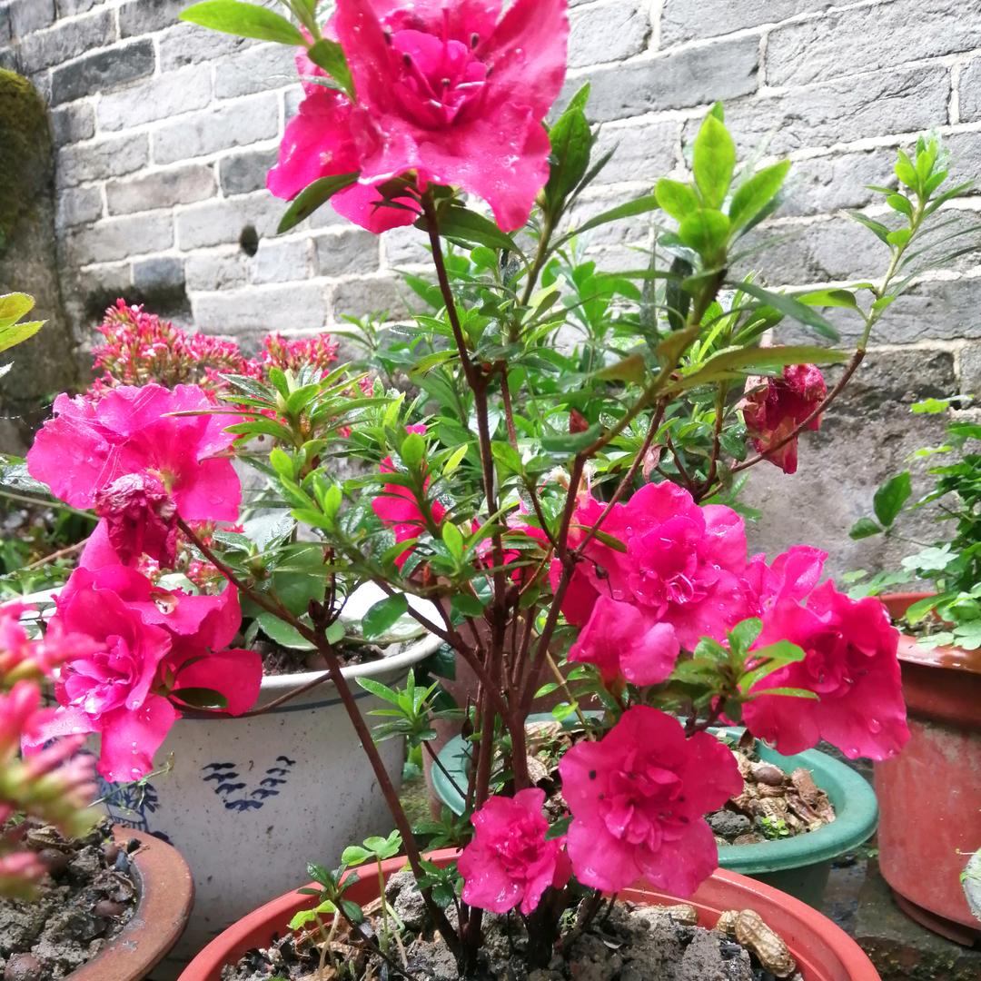 健康快乐🌹🌹🌹