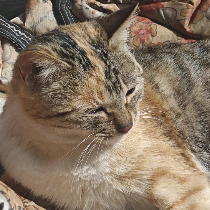 憨憨怪（王者荣耀上分坐牢版）