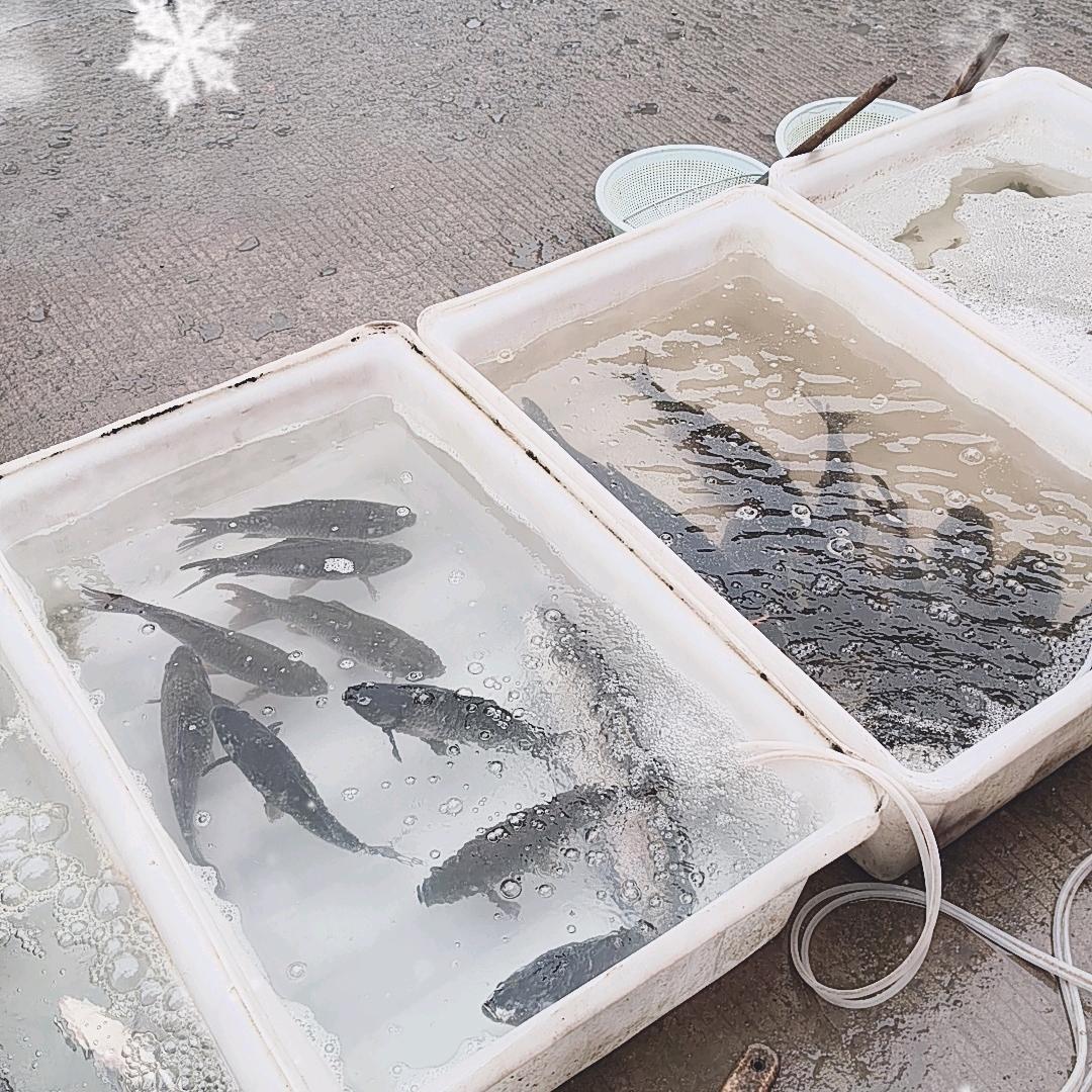 三里丁胖子鱼🐟行