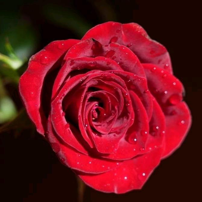 丫头  （拒绝连赞）