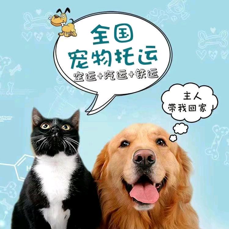 宠物托运猫狗运输，空运，陆运