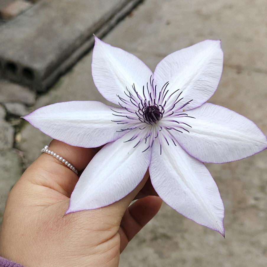 星光