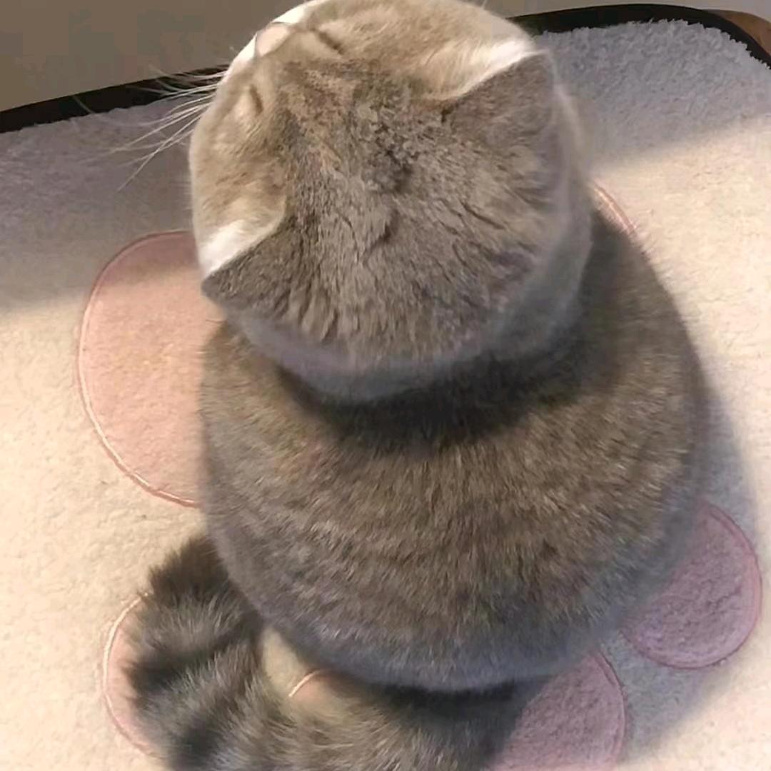 风笑笑兮兮(˵¯͒〰¯͒˵)