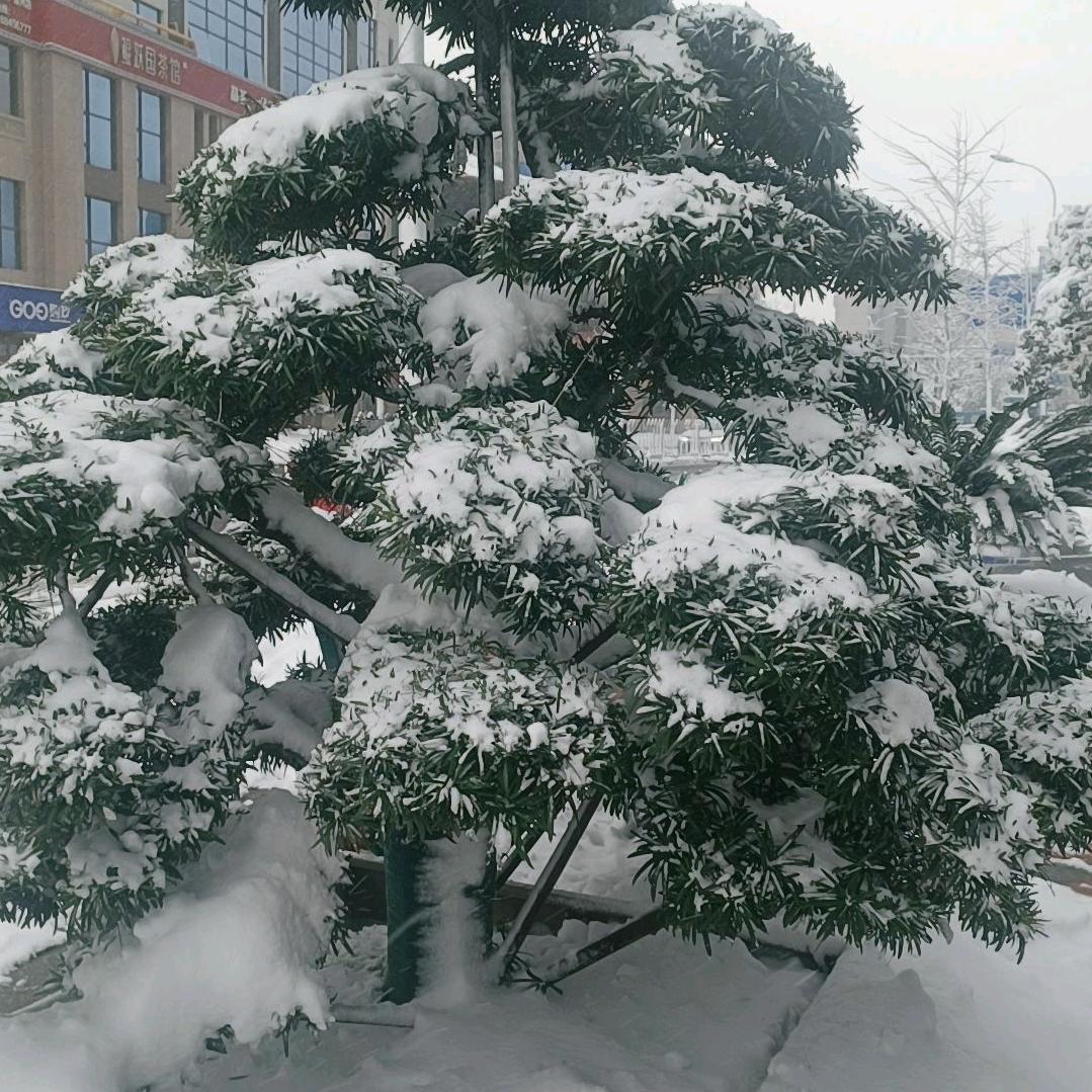 🍃💐(看淡☘️🍀一切🌲