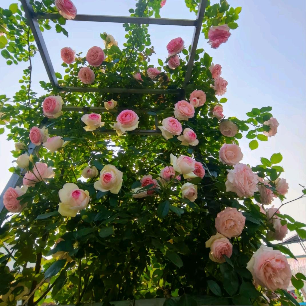 花财月季坊.Flowers