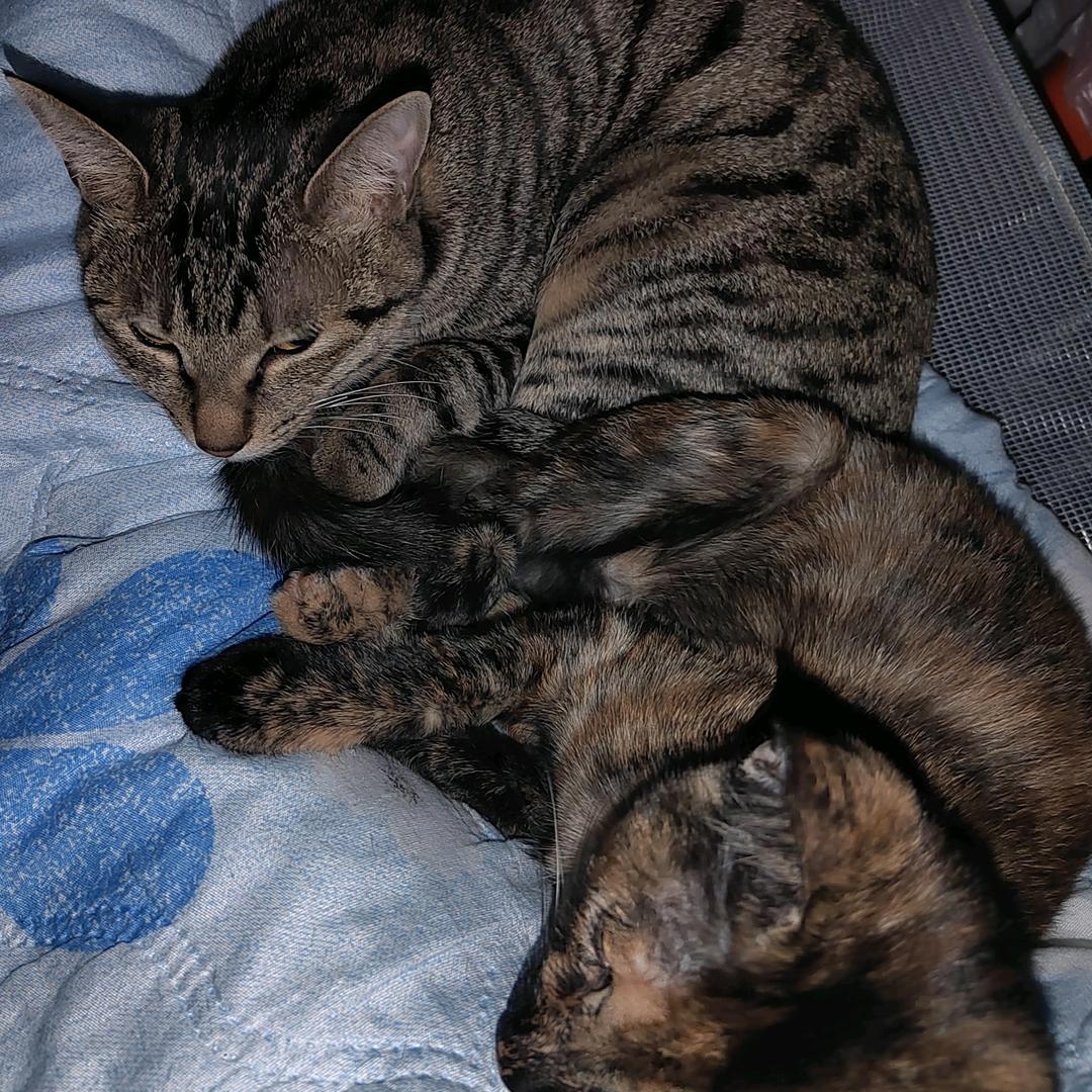 台北一路九号电动车