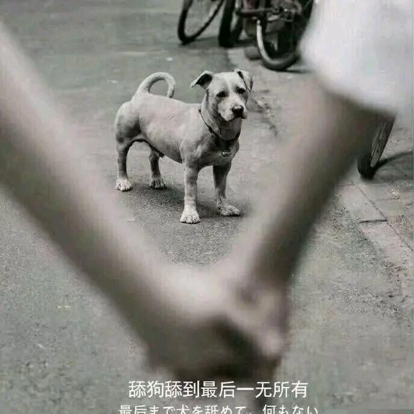 所以我是舔狗？