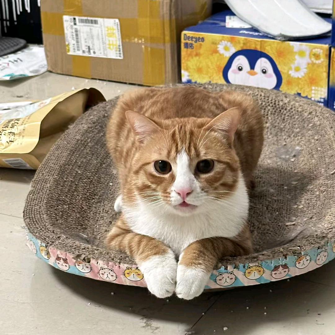 拉拉