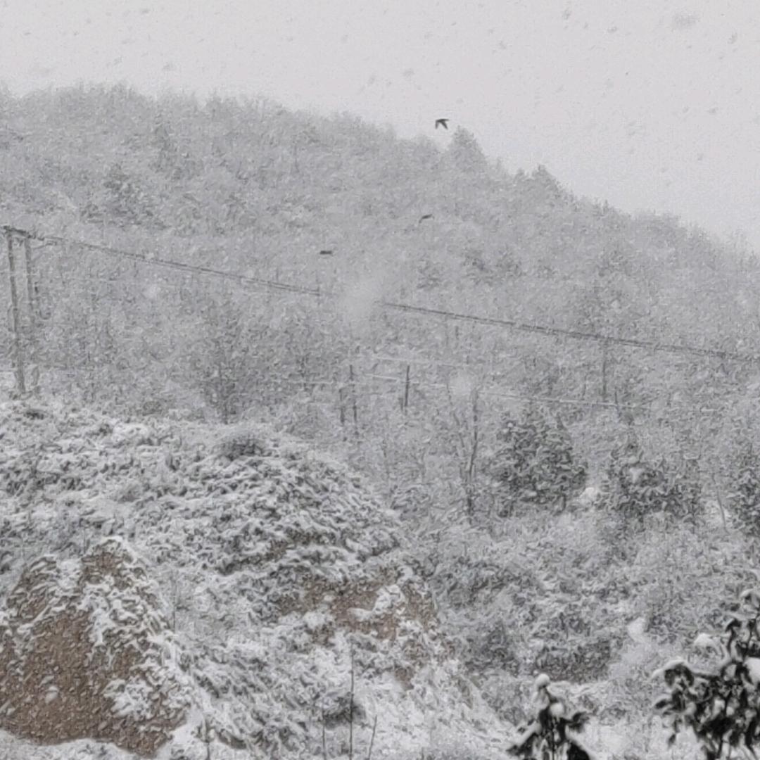 山川  （木）