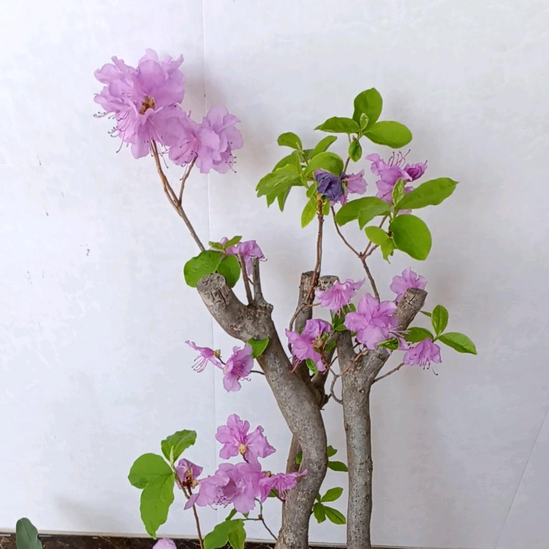 似水流年