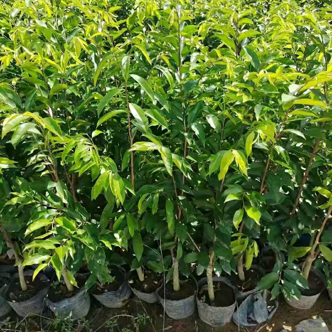 富香奇楠苗圃种植场