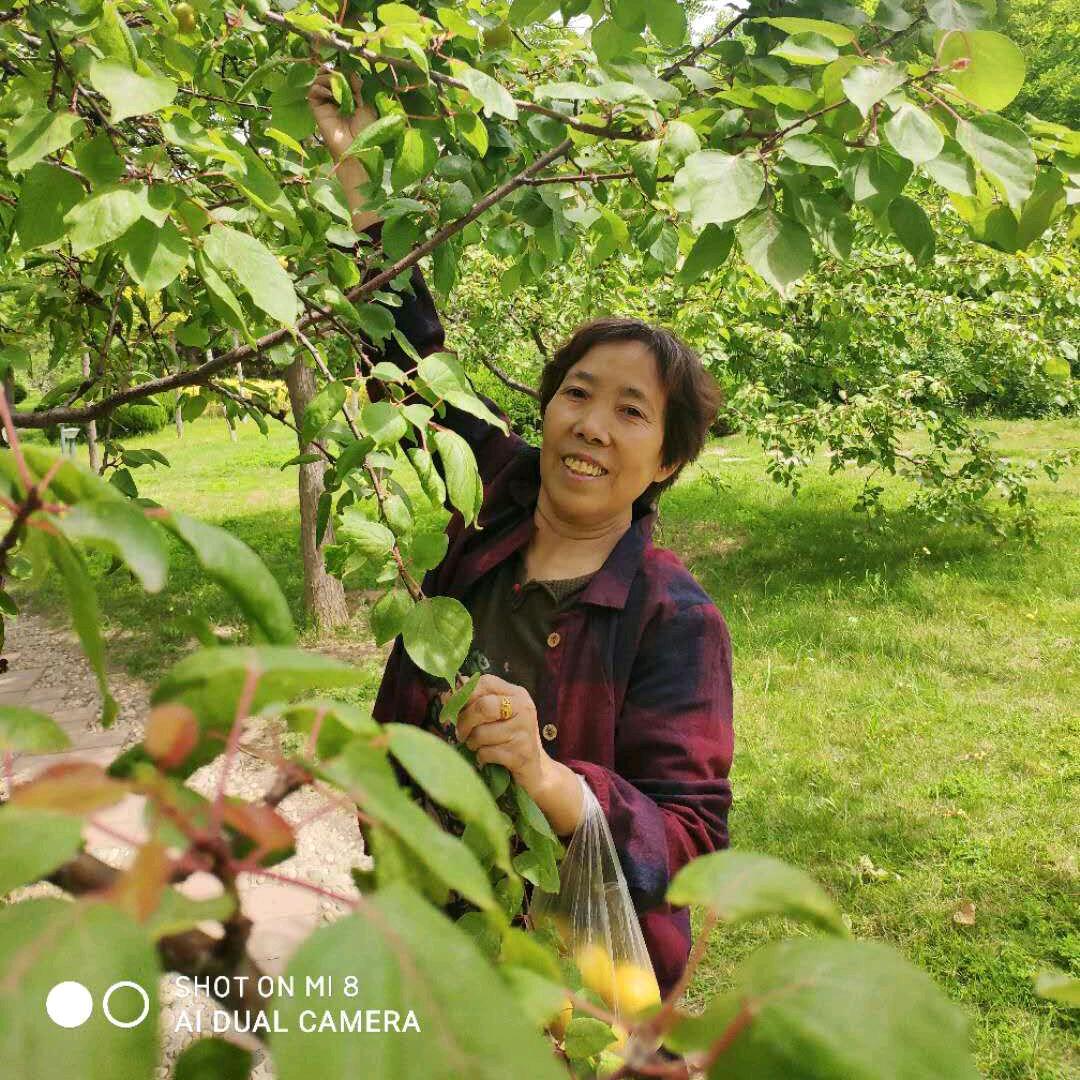 芝麻开花