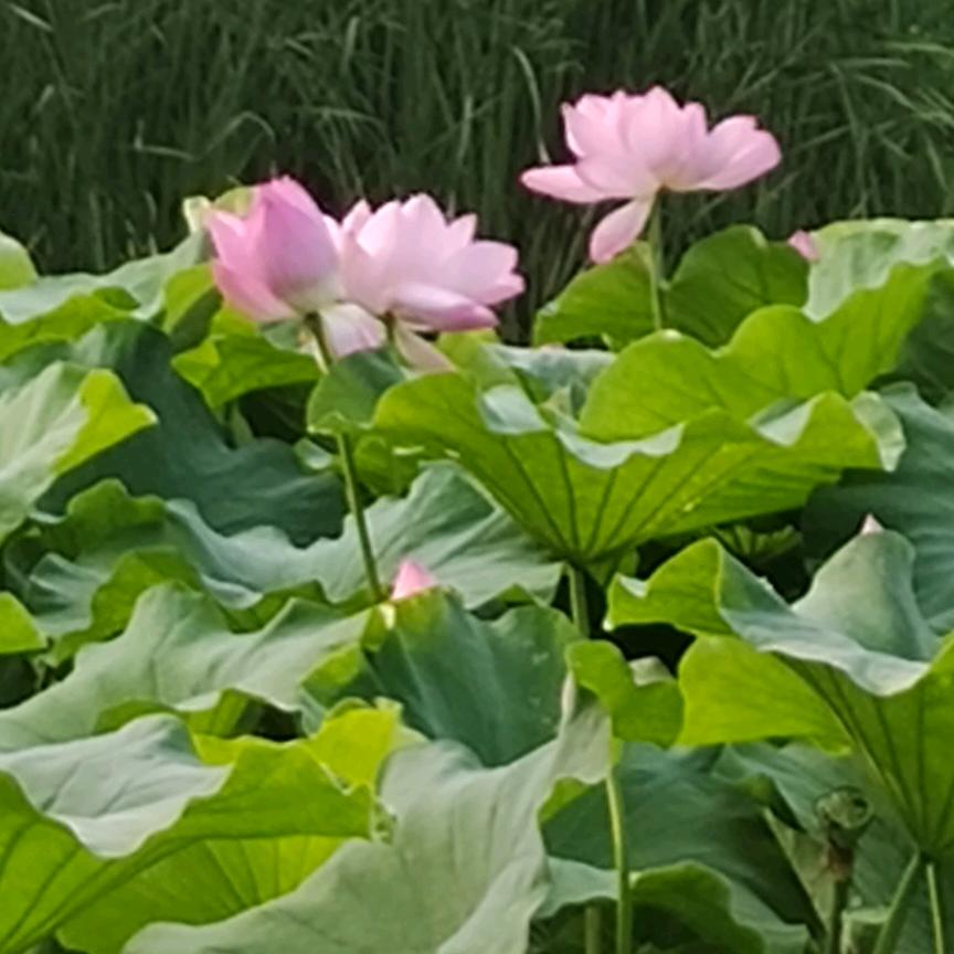 萌萌