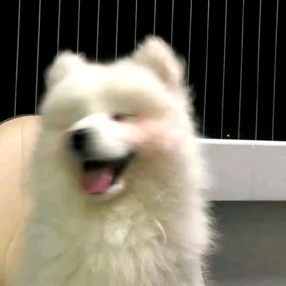 一只小狗