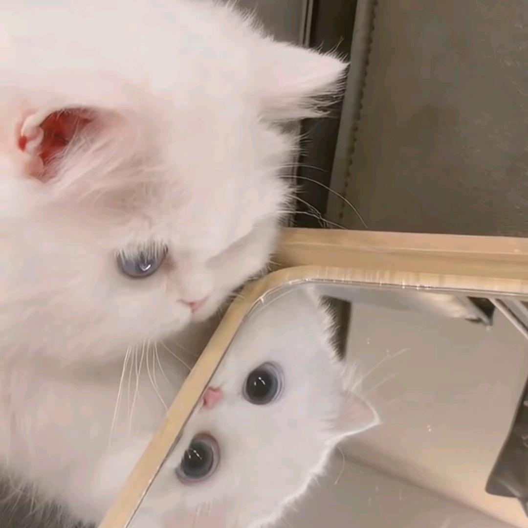 安岳100-5斤（纤秀婷）