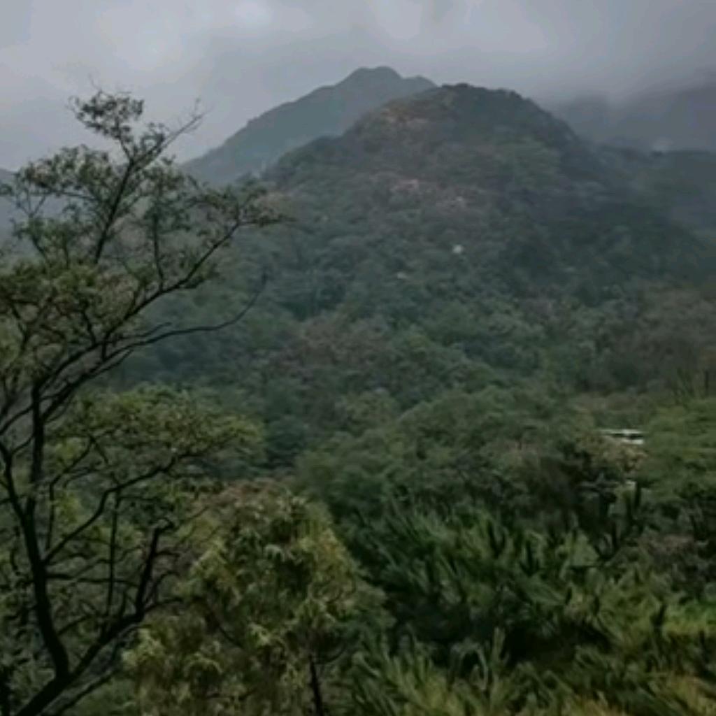 带刺的玫瑰