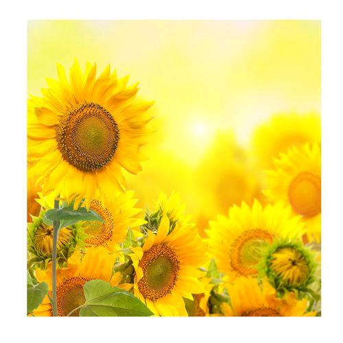 @”会吐泡泡金鱼