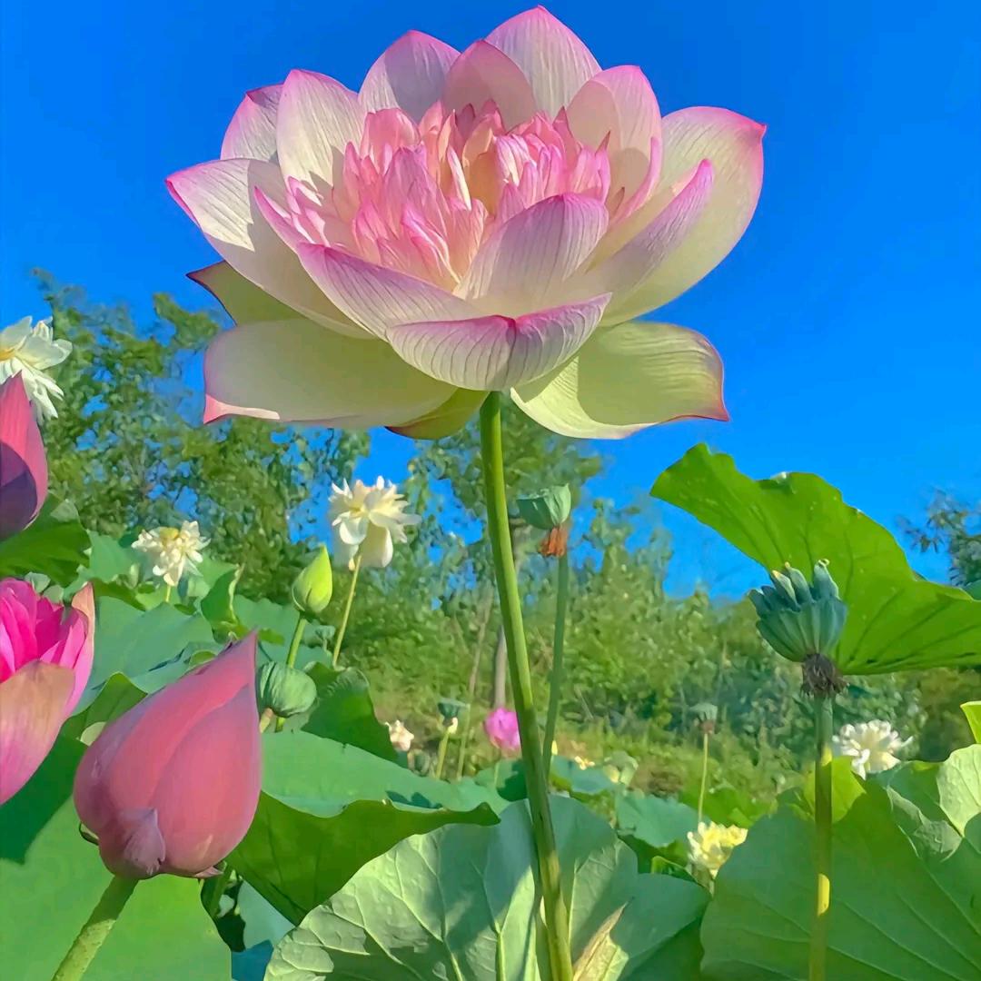 伈劫