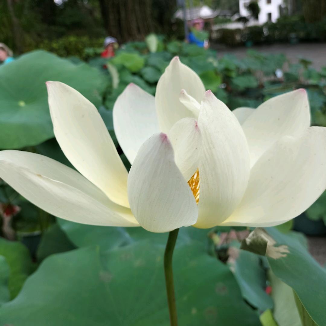 怡玲