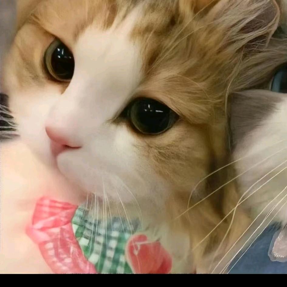昨夜雨疏风骤