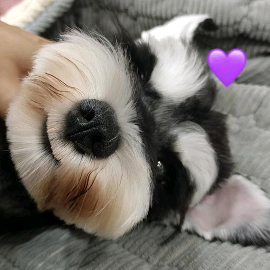 狗狗饲养员